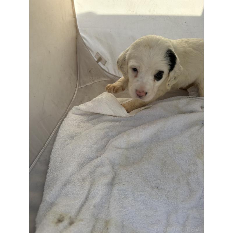 販売中の熊本県のイングリッシュセッター-435197の3枚目