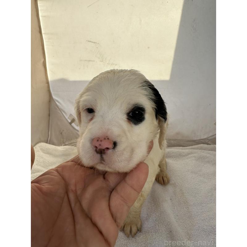 販売中の熊本県のイングリッシュセッター-435197の2枚目