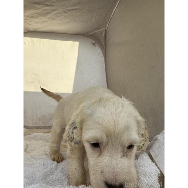 販売中の熊本県のイングリッシュセッター-435198の6枚目