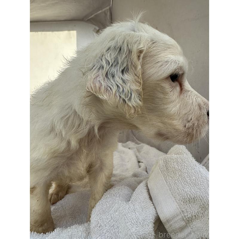 販売中の熊本県のイングリッシュセッター-435198の4枚目