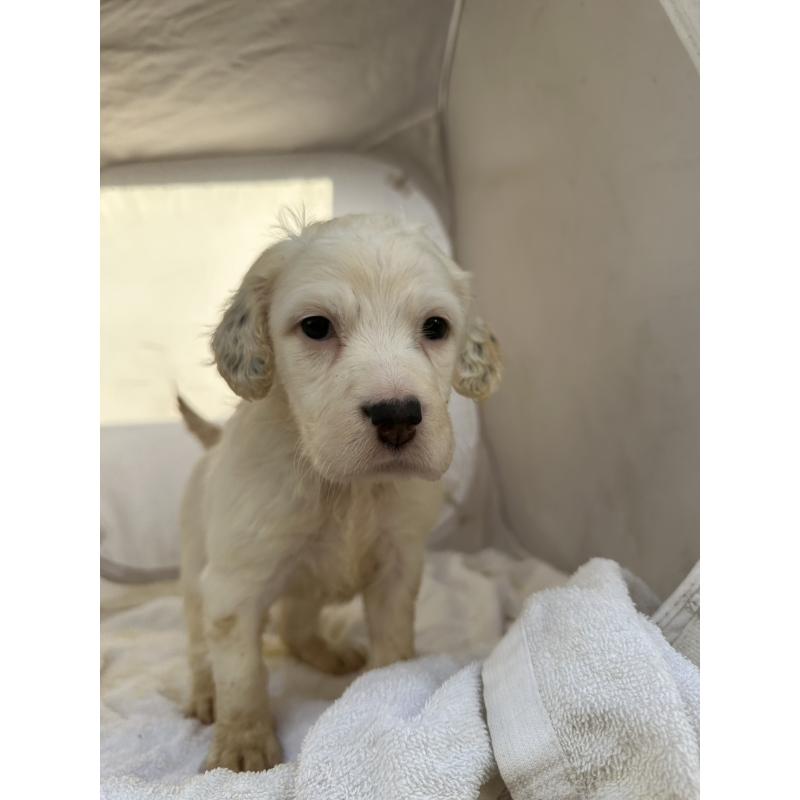 販売中の熊本県のイングリッシュセッター-435198の5枚目