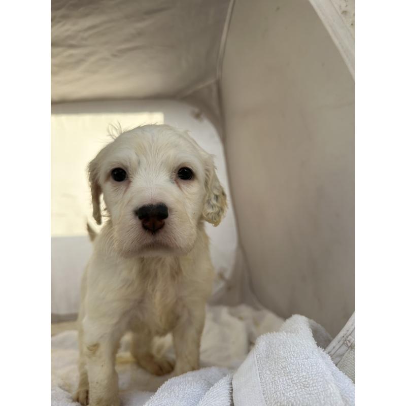 販売中の熊本県のイングリッシュセッター-435198