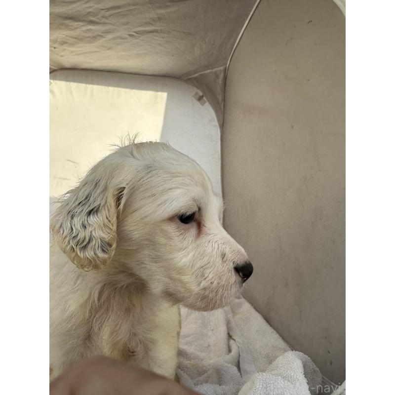 販売中の熊本県のイングリッシュセッター-435198の3枚目