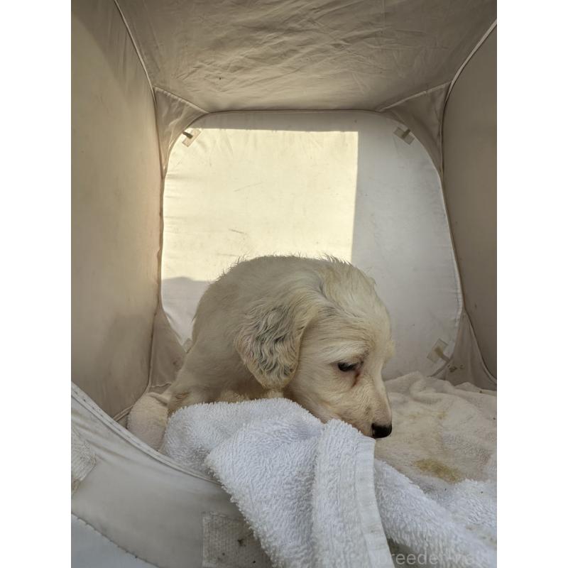 販売中の熊本県のイングリッシュセッター-435198の2枚目