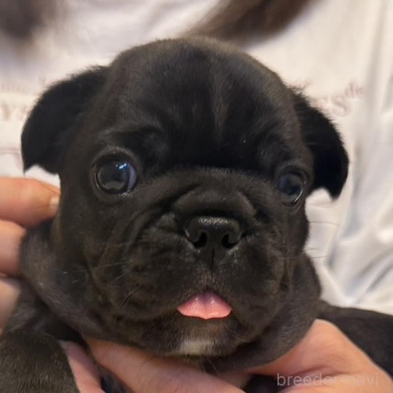 販売中の山口県のフレンチブルドッグ-435199の1枚目