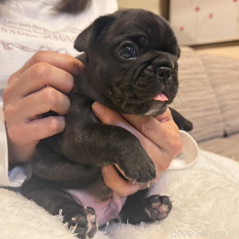 販売中の山口県のフレンチブルドッグ-435199の3枚目