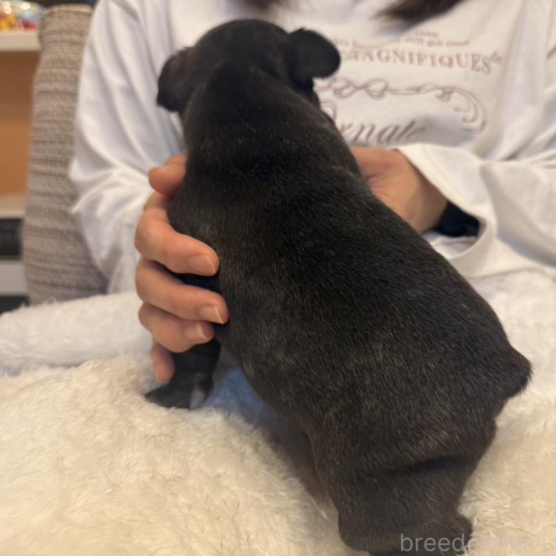 販売中の山口県のフレンチブルドッグ-435199の4枚目