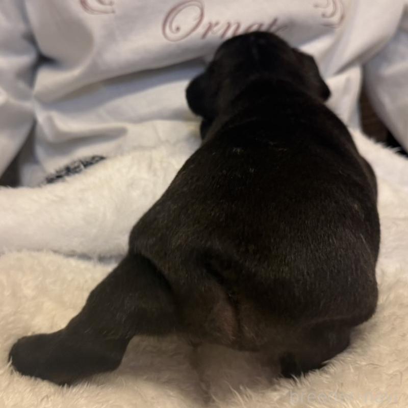 販売中の山口県のフレンチブルドッグ-435199の2枚目