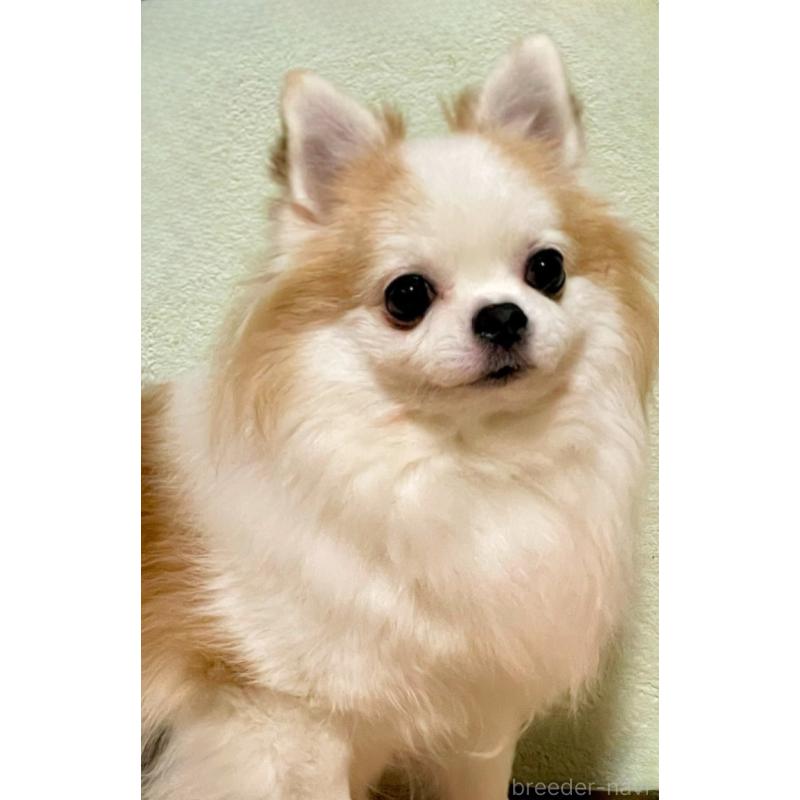 販売中の神奈川県のチワワ(ロングコート)-429574の2枚目