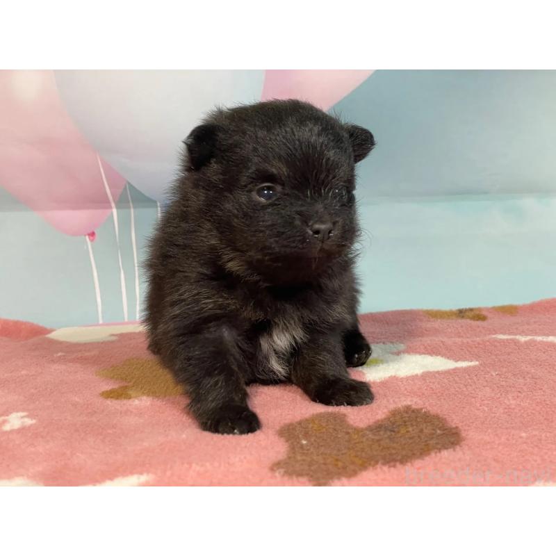 販売中の埼玉県のポメラニアン-435201の5枚目