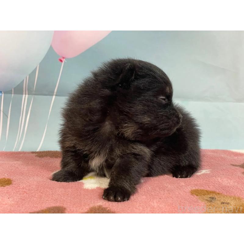 販売中の埼玉県のポメラニアン-435201の4枚目