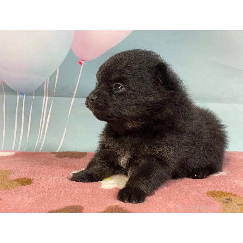 販売中の埼玉県のポメラニアン-435201の3枚目