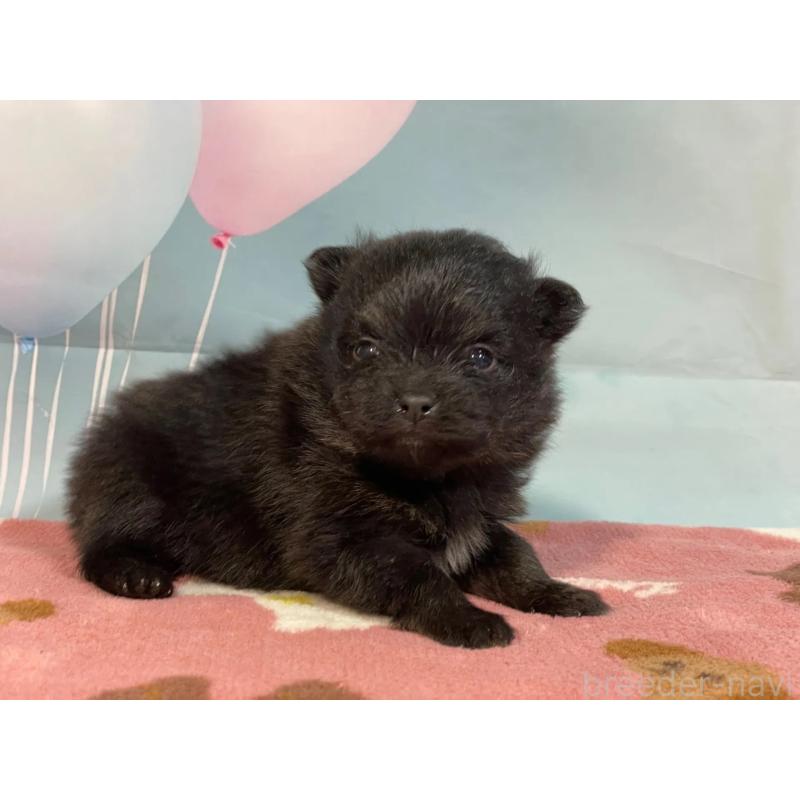 販売中の埼玉県のポメラニアン-435201の2枚目