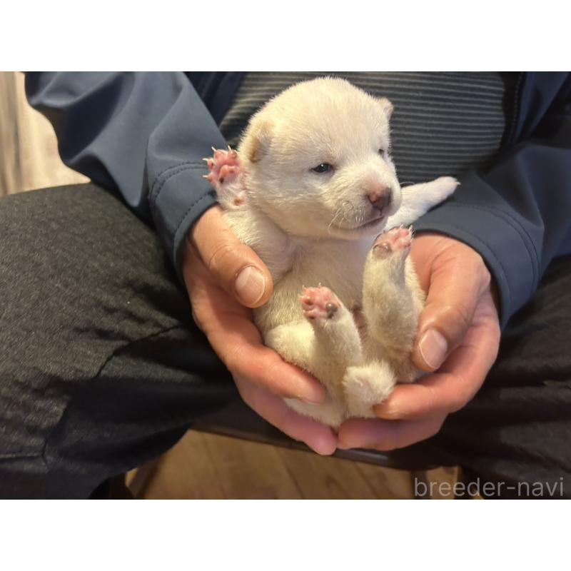 販売中の滋賀県の豆柴-435200の7枚目