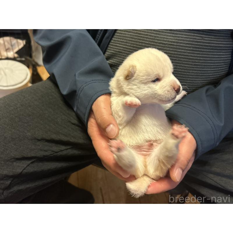 販売中の滋賀県の豆柴-435200の6枚目