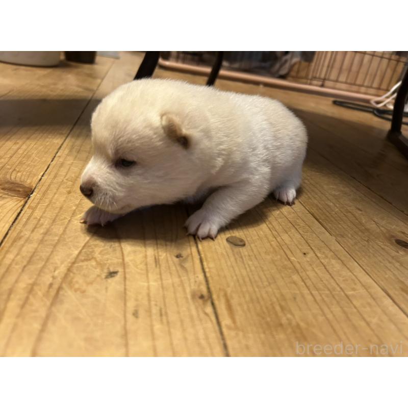 販売中の滋賀県の豆柴-435200の4枚目