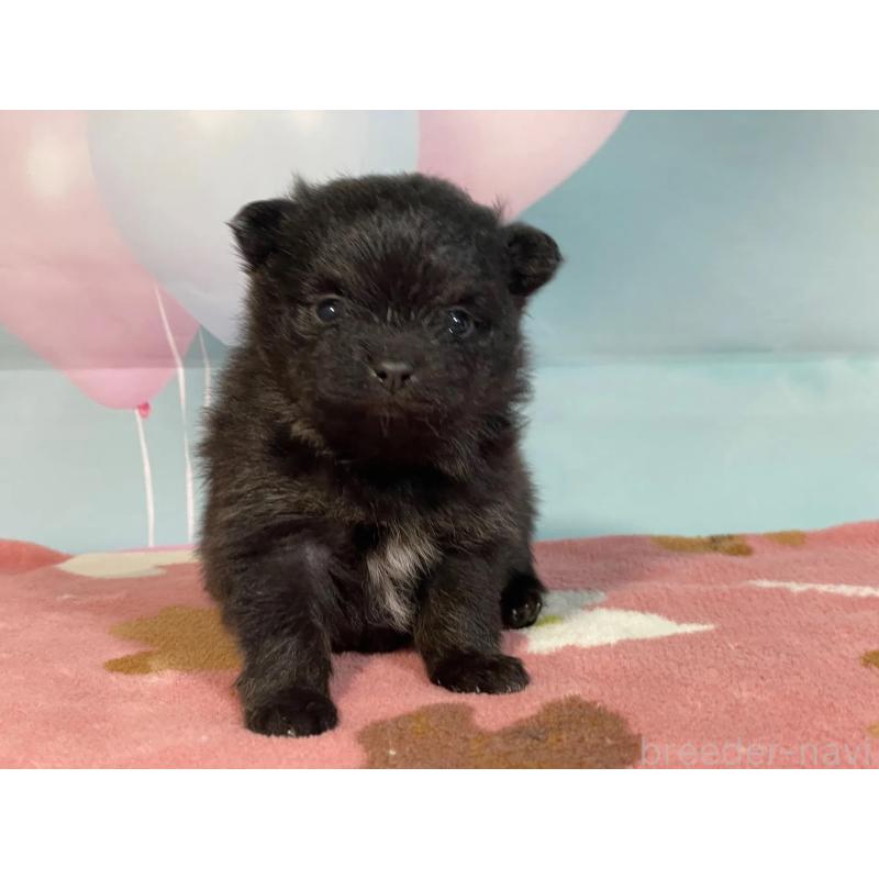 販売中の埼玉県のポメラニアン-435201