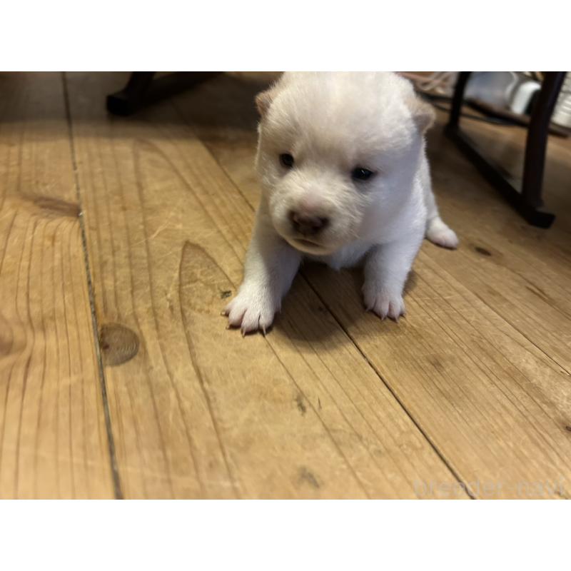 販売中の滋賀県の豆柴-435200の3枚目