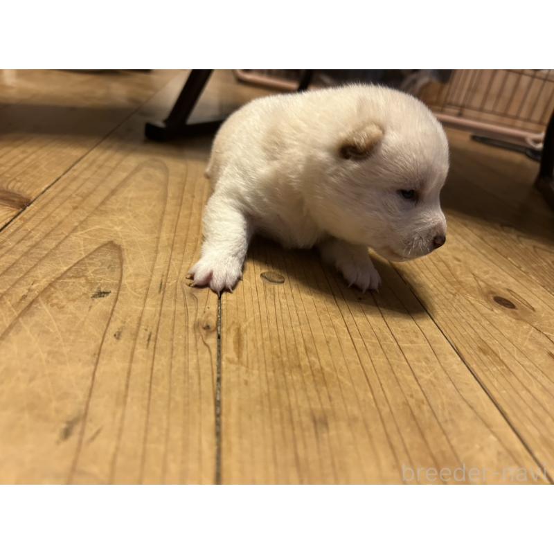 販売中の滋賀県の豆柴-435200の2枚目