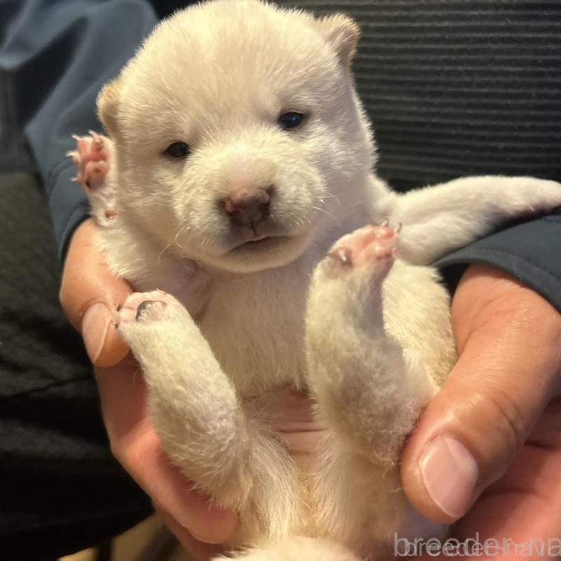 販売中の滋賀県の豆柴-435200