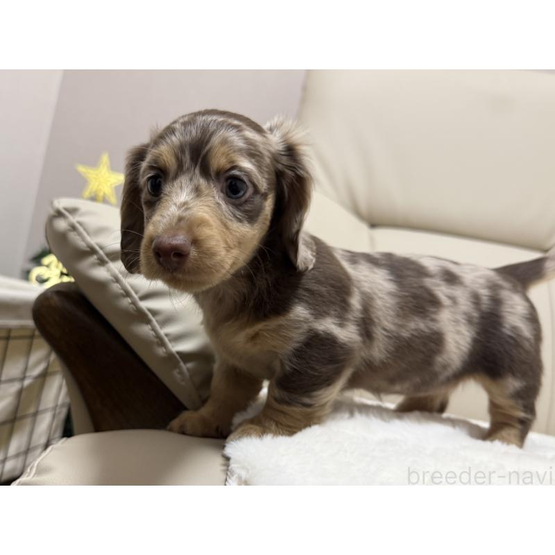 成約済の栃木県のミニチュアダックスフンド(ロングヘアード)-428417の3枚目