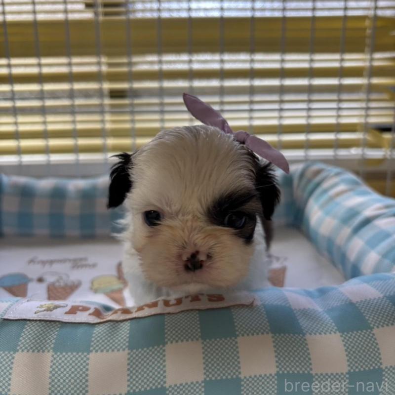 販売中の愛知県のシーズー-435202