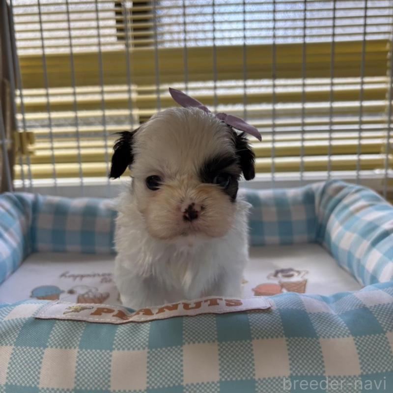 販売中の愛知県のシーズー-435202の3枚目