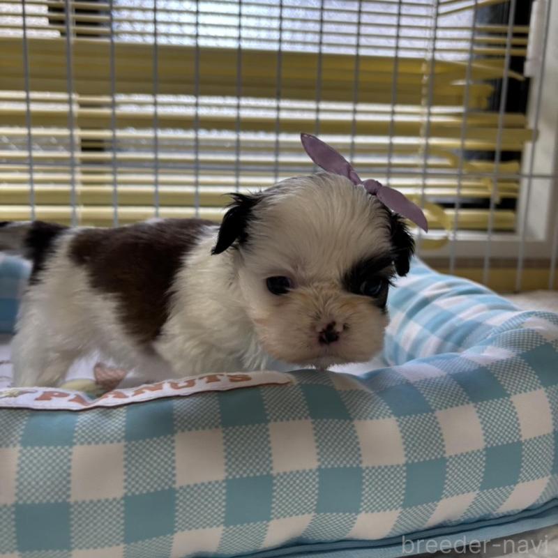 販売中の愛知県のシーズー-435202の2枚目