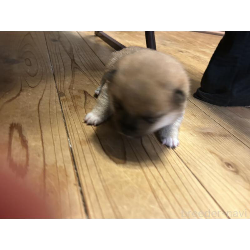 販売中の滋賀県の豆柴-435204の10枚目