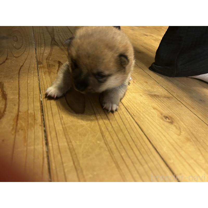 販売中の滋賀県の豆柴-435204の9枚目