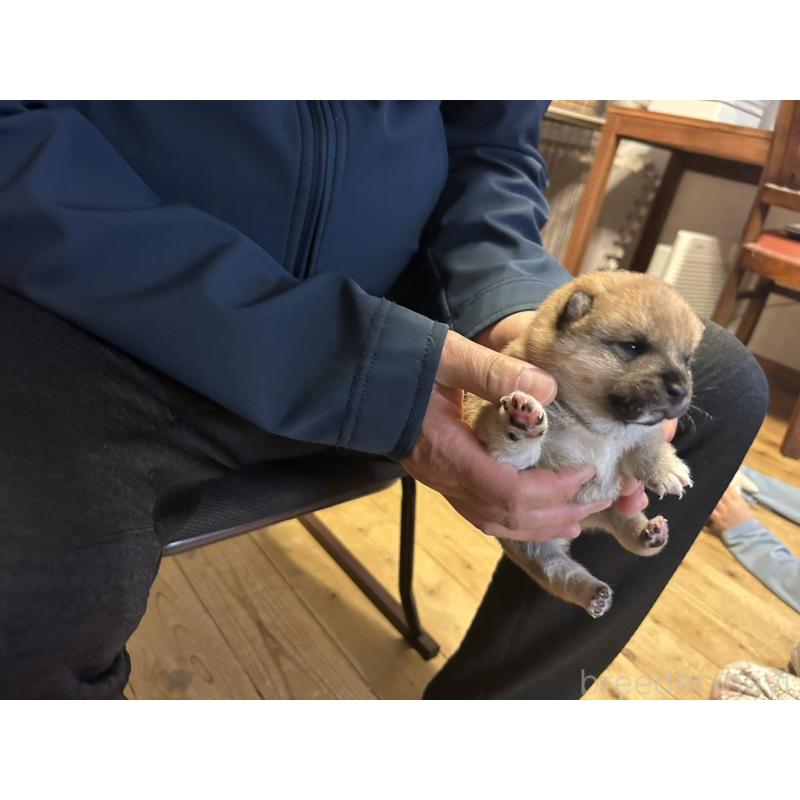 販売中の滋賀県の豆柴-435204の8枚目