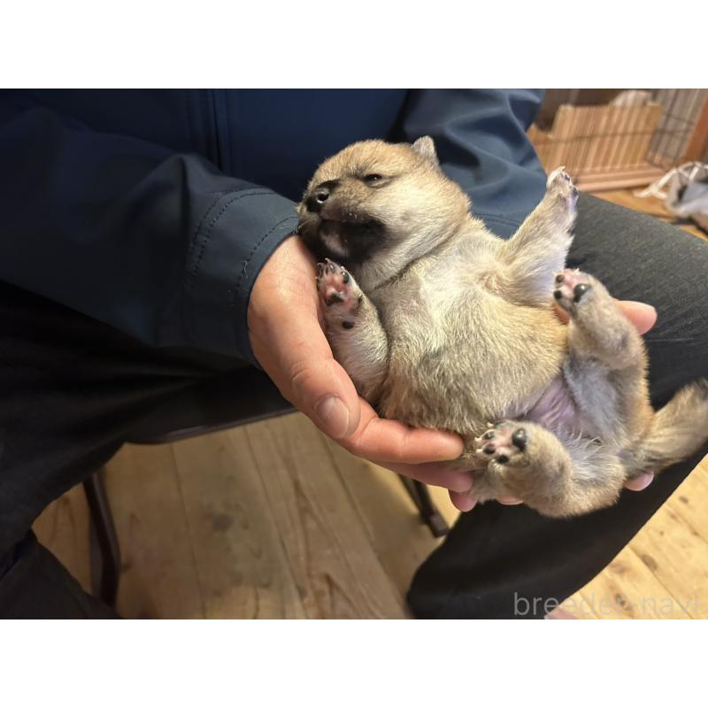 販売中の滋賀県の豆柴-435204の7枚目