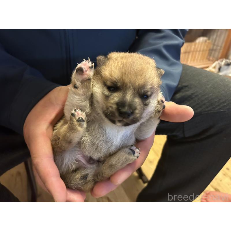 販売中の滋賀県の豆柴-435204の6枚目