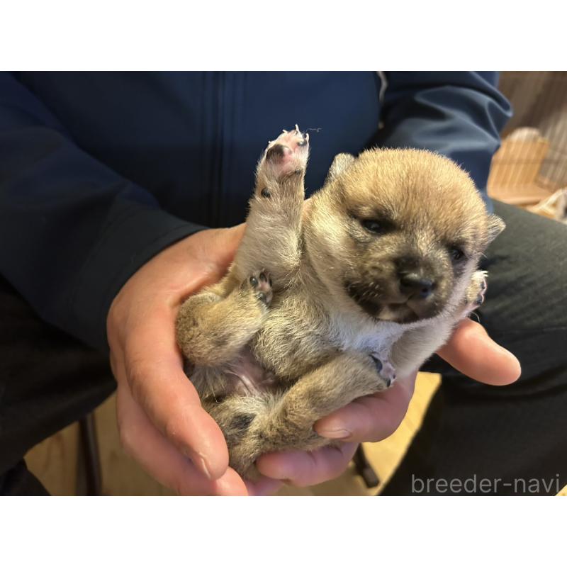 販売中の滋賀県の豆柴-435204の5枚目