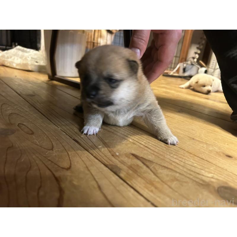 販売中の滋賀県の豆柴-435204の4枚目