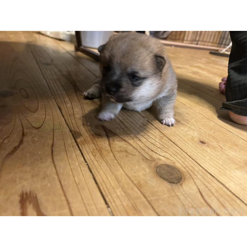 販売中の滋賀県の豆柴-435204の3枚目