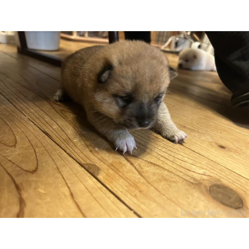 販売中の滋賀県の豆柴-435204の2枚目