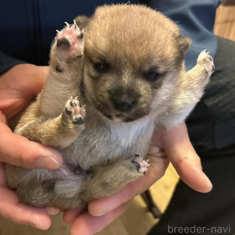 販売中の滋賀県の豆柴-435204の1枚目