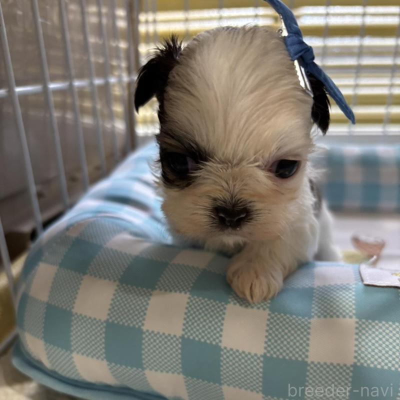 販売中の愛知県のシーズー-435205の1枚目