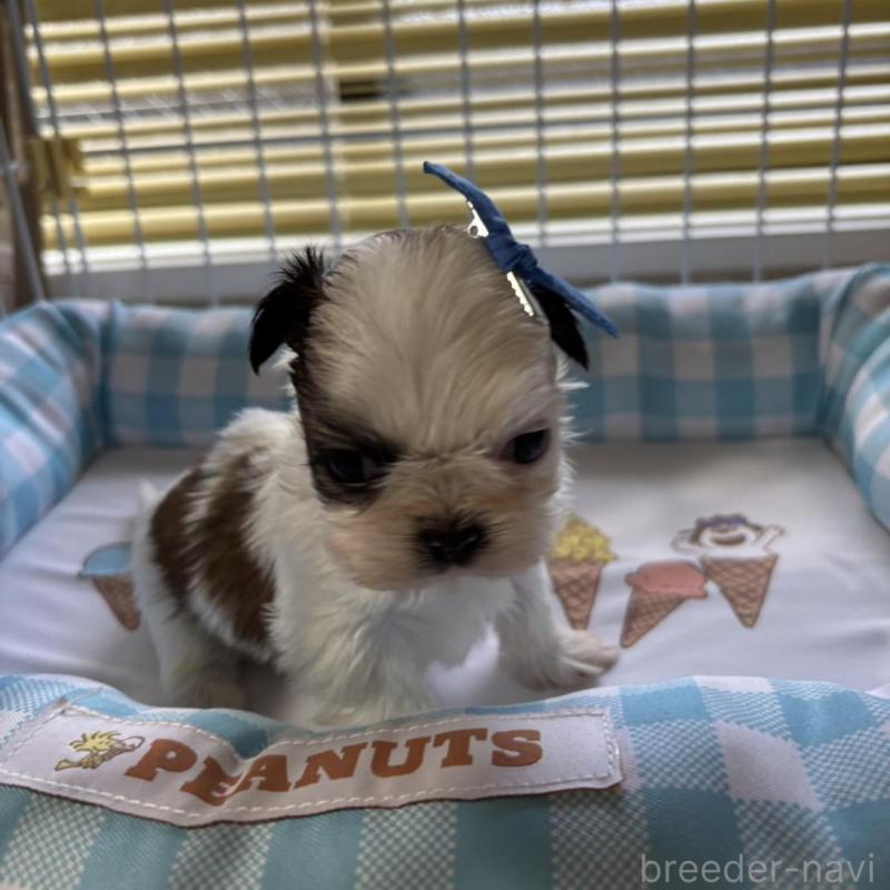 販売中の愛知県のシーズー-435205の4枚目