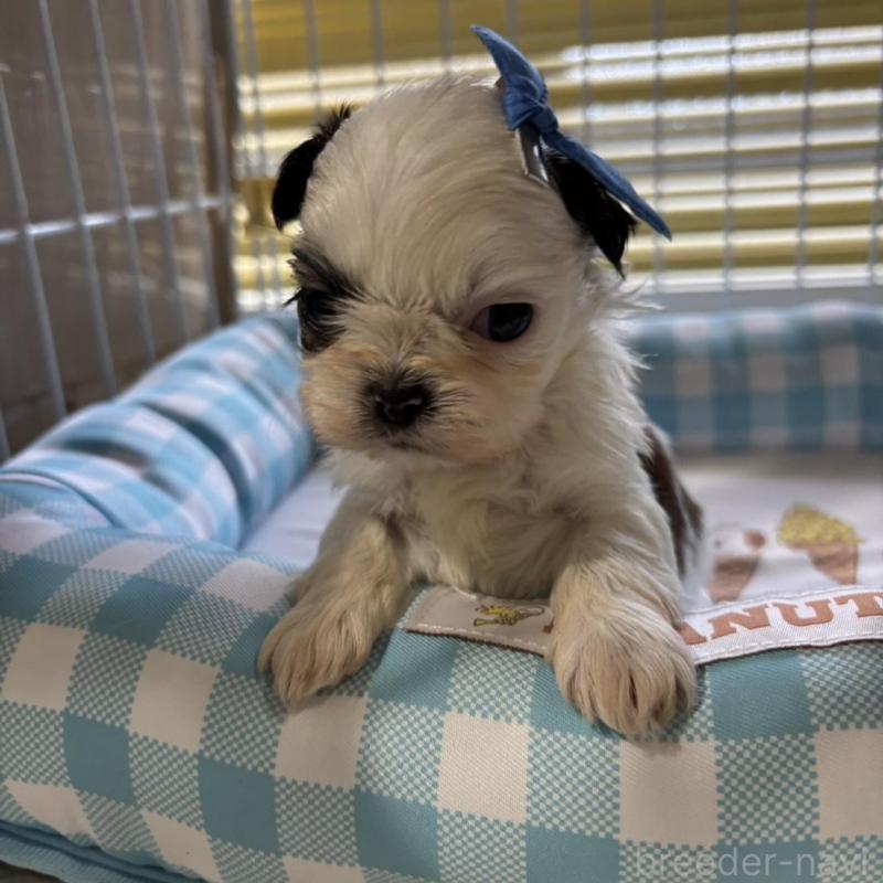 販売中の愛知県のシーズー-435205の3枚目