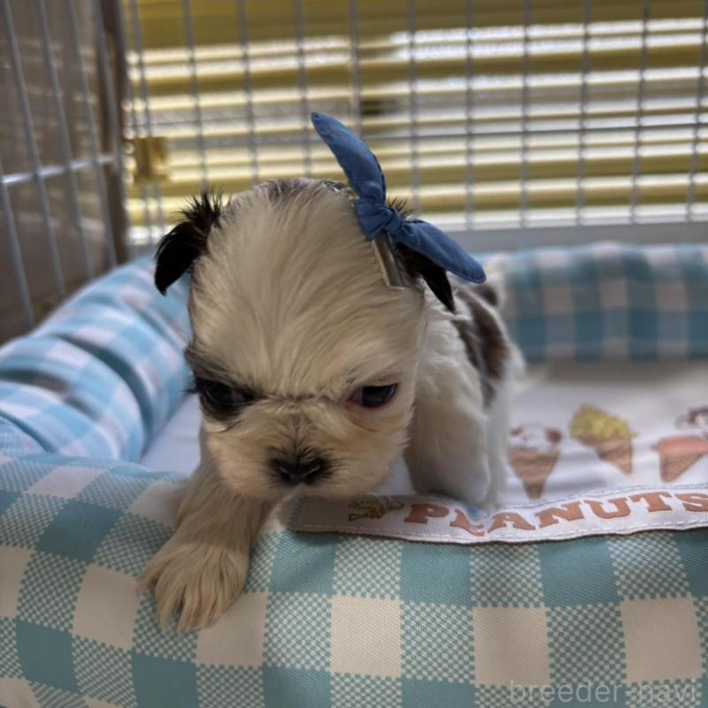 販売中の愛知県のシーズー-435205の2枚目