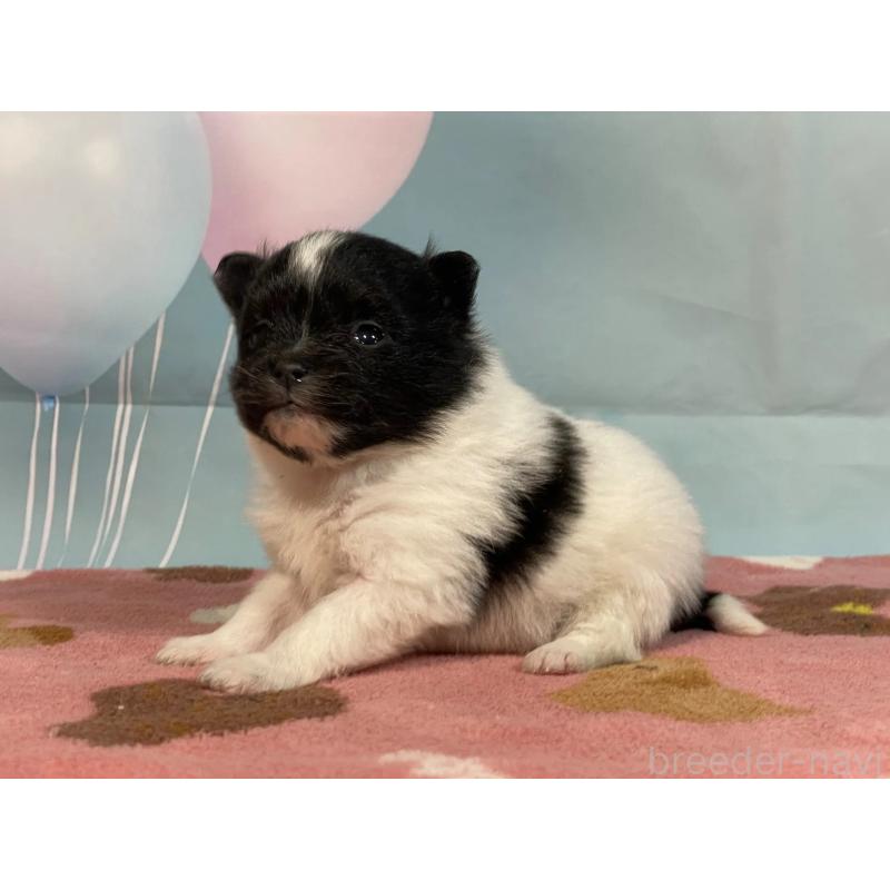 販売中の埼玉県のポメラニアン-435206の5枚目