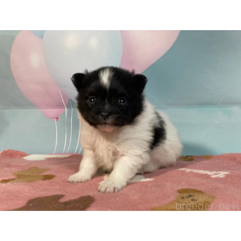 販売中の埼玉県のポメラニアン-435206の4枚目