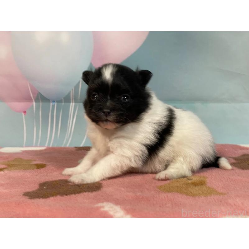 販売中の埼玉県のポメラニアン-435206の3枚目