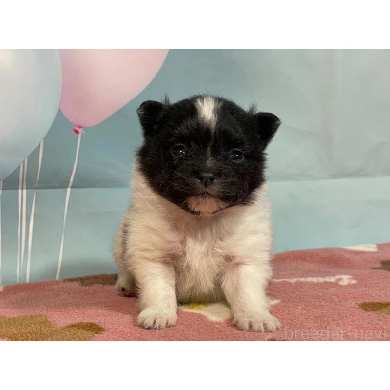 販売中の埼玉県のポメラニアン-435206の2枚目