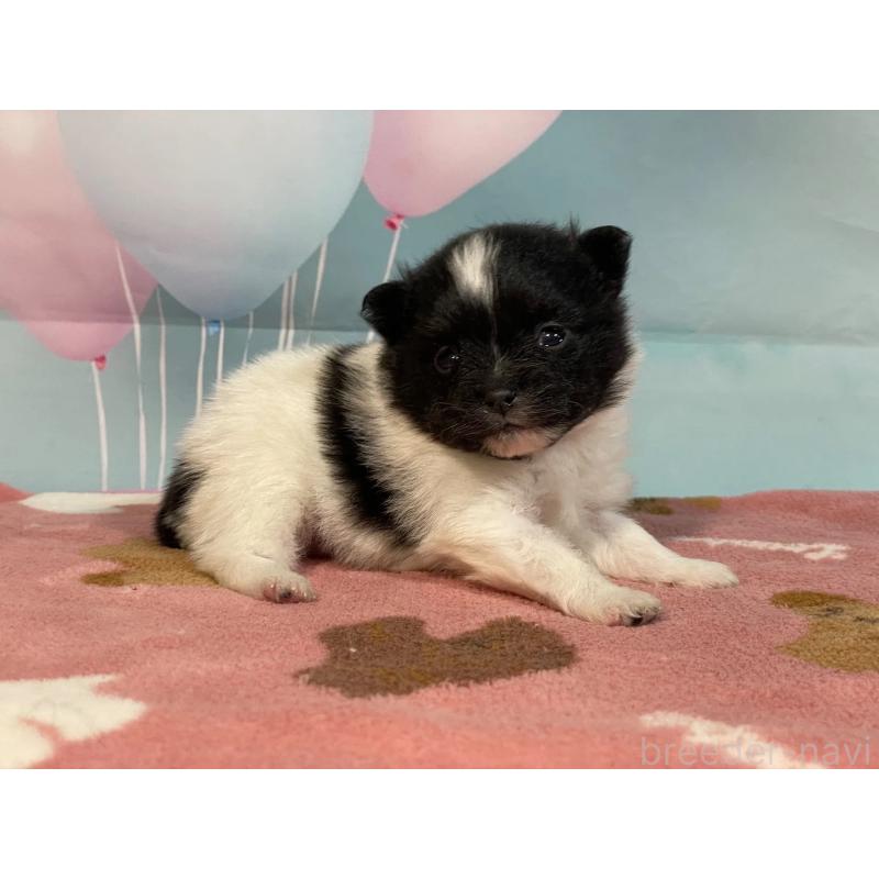 販売中の埼玉県のポメラニアン-435206