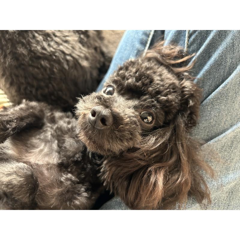 販売中の広島県のティーカッププードル-435209の4枚目