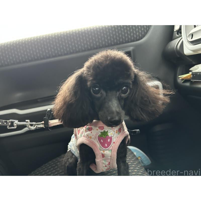 販売中の広島県のティーカッププードル-435209の3枚目