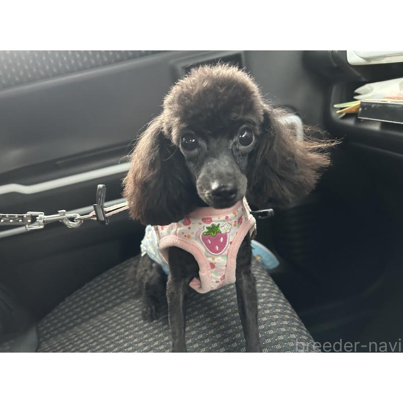 販売中の広島県のティーカッププードル-435209の2枚目